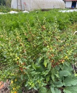 Semilla Ashwagandha Ashwagandha 2