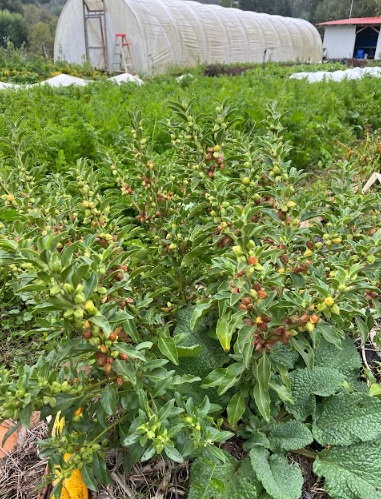 Semilla Ashwagandha Semilla Ashwagandha - Imagen 3