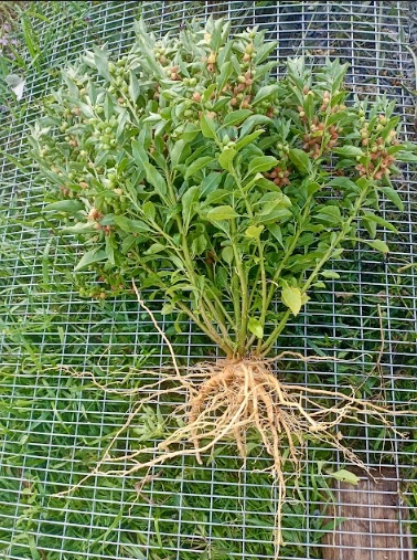 Semilla Ashwagandha Semilla Ashwagandha