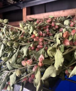 Semilla Ashwagandha Ashwagandha 4