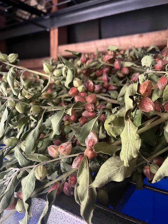 Semilla Ashwagandha Semilla Ashwagandha - Imagen 4