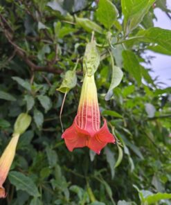 Alternative view of Semilla Floripondio