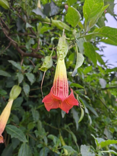 Semilla Floripondio Semilla Floripondio - Imagen 2