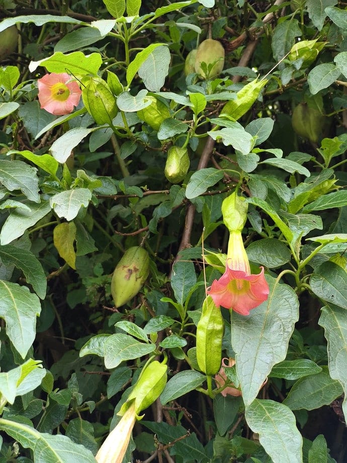 Semilla Floripondio Semilla Floripondio
