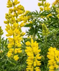 Semilla Lupino de Mar