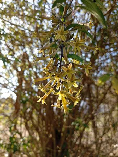 Semilla Palqui Semilla Palqui