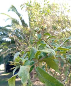 Alternative view of Semilla Palqui