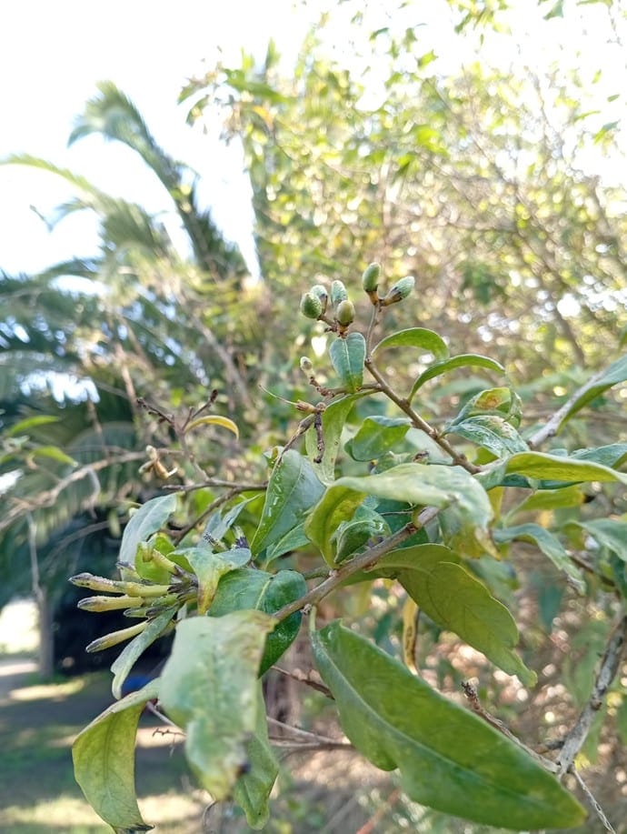 Semilla Palqui Semilla Palqui - Imagen 2