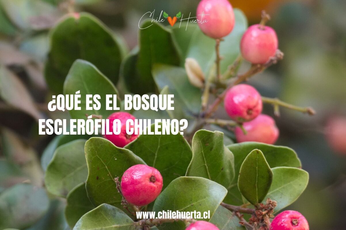 ¿Qué es el bosque esclerófilo chileno? Que es el bosque esclerofilo chileno