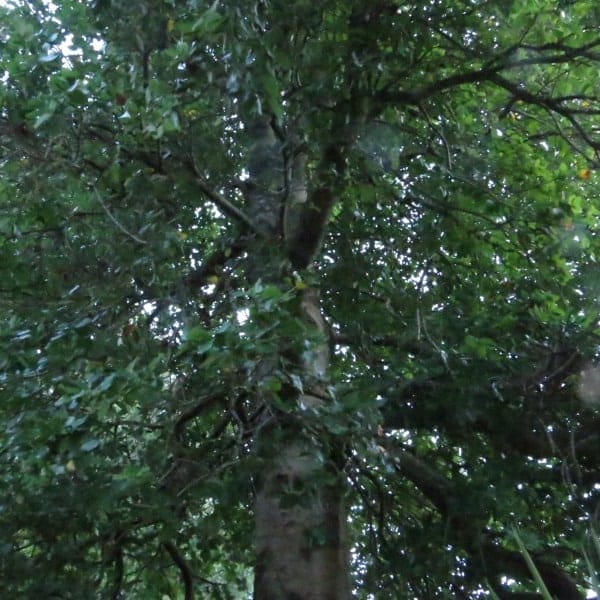 Semilla Peumo Semilla Peumo