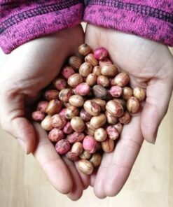 Alternative view of Semilla Peumo