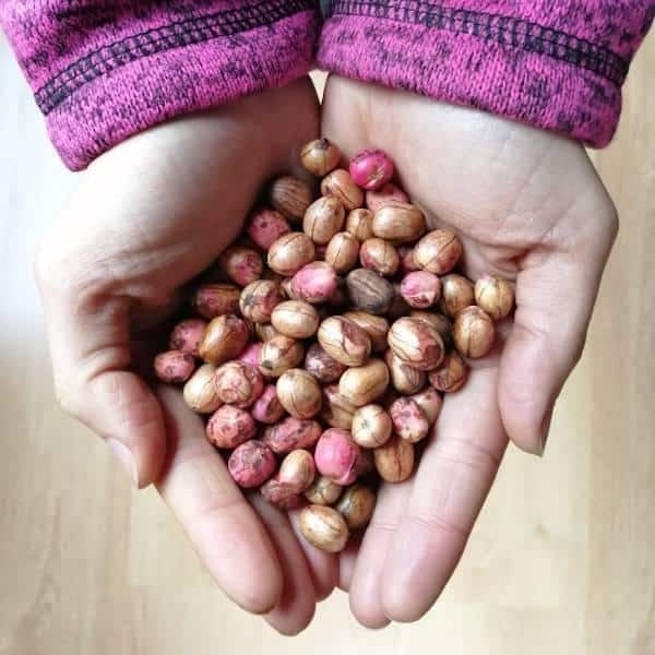 Semilla Peumo Semilla Peumo - Imagen 2