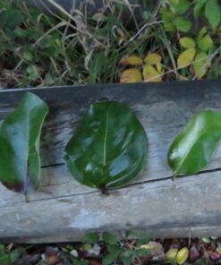 Semilla Peumo Semilla Peumo 3