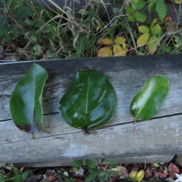 Semilla Peumo Semilla Peumo - Imagen 3