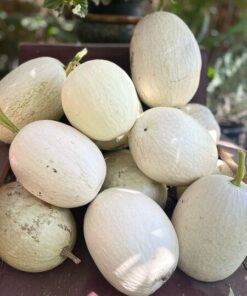 Semilla Alcayota Blanca