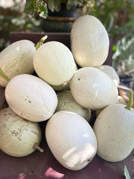 Semilla Alcayota Blanca Semilla Alcayota Blanca