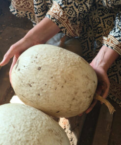 Alternative view of Semilla Alcayota Blanca