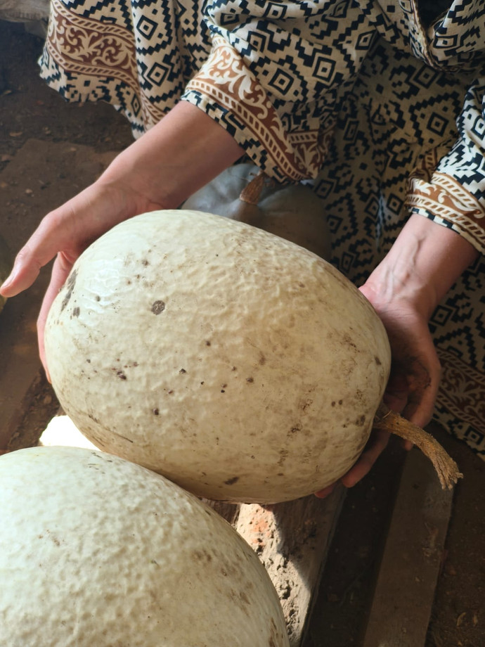 Semilla Alcayota Blanca Semilla Alcayota Blanca - Imagen 2