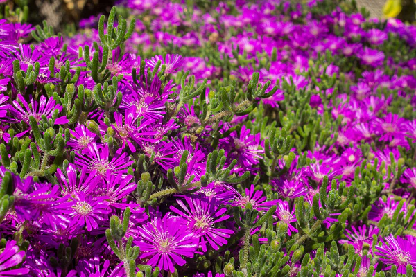 Planta de Doquilla Planta de Doquilla