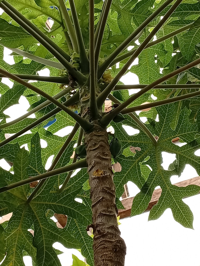 Semilla Papaya Semilla Papaya