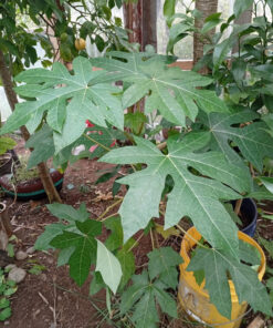 Semilla Papaya Papaya 2