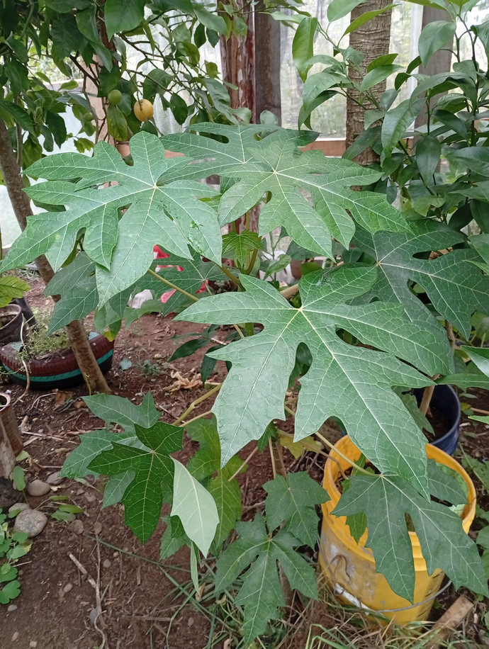 Semilla Papaya Semilla Papaya - Imagen 2