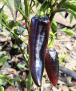 Semilla Aji Hungaro Negro