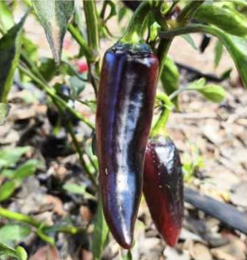 Semilla Aji Hungaro Negro Semilla Aji Hungaro Negro