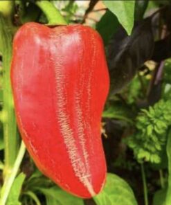 Semilla Aji Pimiento
