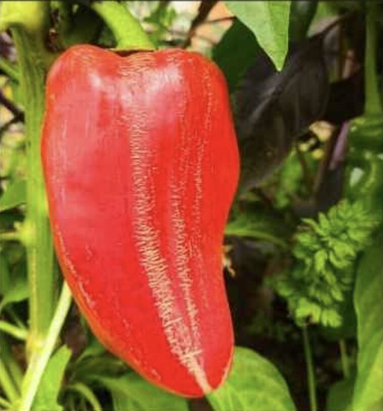 Semilla Aji Pimiento Semilla Aji Pimiento