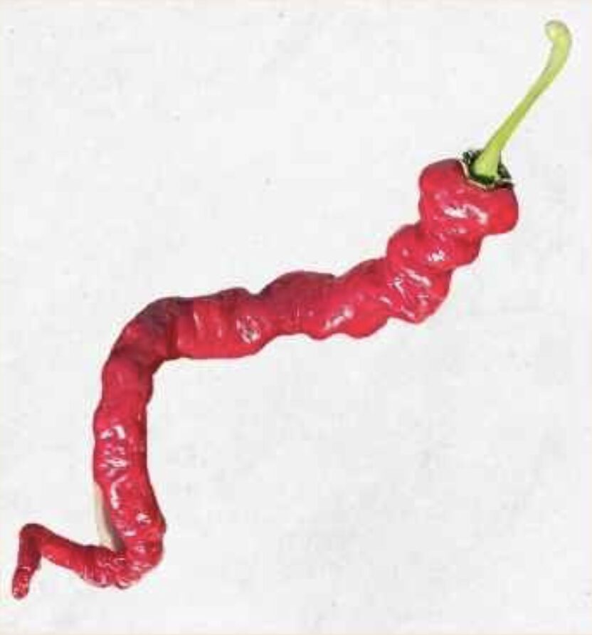 Semilla Aji Trueno Semilla Aji Trueno