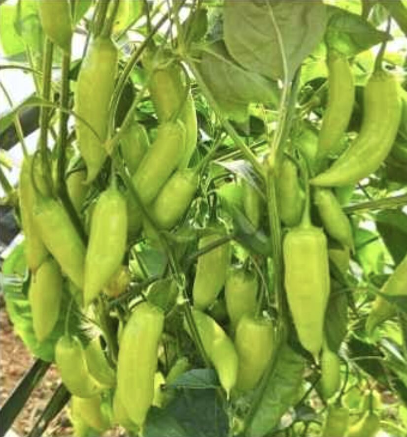 Semilla Aji Zomo Semilla Aji Zomo