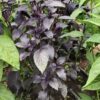 Semilla Albahaca Morada