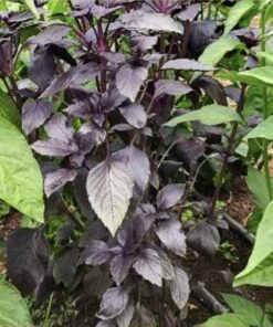 Semilla Albahaca Morada