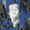 Semilla Algodón Blanco
