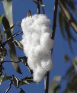 Semilla Algodón Blanco