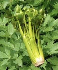 Semilla Apio Penca Blanca