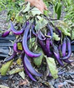 Semilla Berenjena China