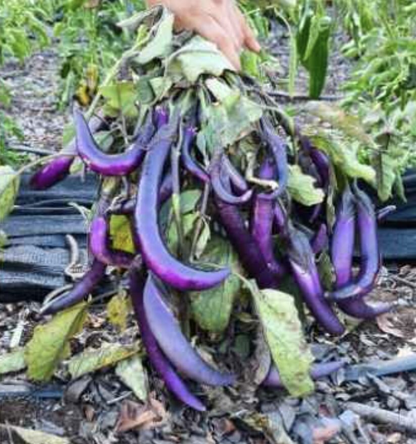 Semilla Berenjena China Semilla Berenjena China