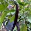 Semilla Berenjena Larga Negra Semilla Berenjena Larga Negra