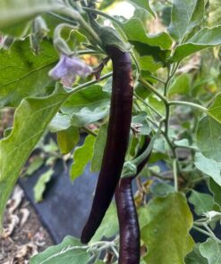 Semilla Berenjena Larga Negra