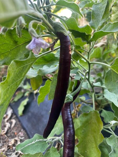 Semilla Berenjena Larga Negra Semilla Berenjena Larga Negra