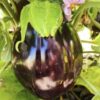 Semilla Berenjena Morada Gigante Semilla Berenjena Morada Gigante