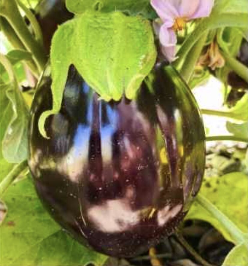 Semilla Berenjena Morada Gigante Semilla Berenjena Morada Gigante