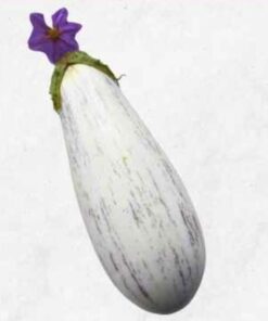 Semilla Berenjena Rayona