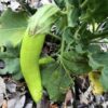 Semilla Berenjena Verde Larga Semilla Berenjena Verde Larga