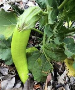Semilla Berenjena Verde Larga