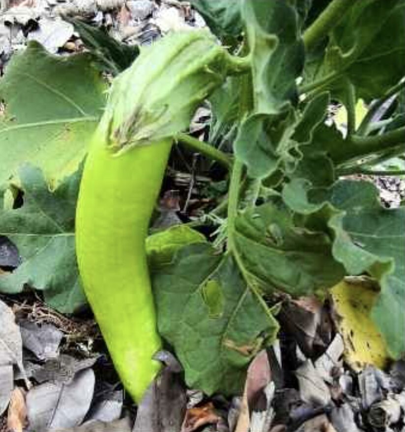 Semilla Berenjena Verde Larga Semilla Berenjena Verde Larga