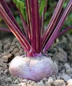 Semilla Betarraga Chata de Egipto
