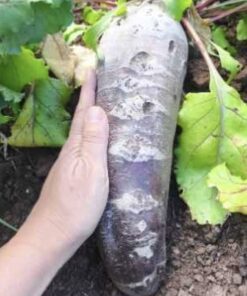 Semilla Betarraga Cilindra